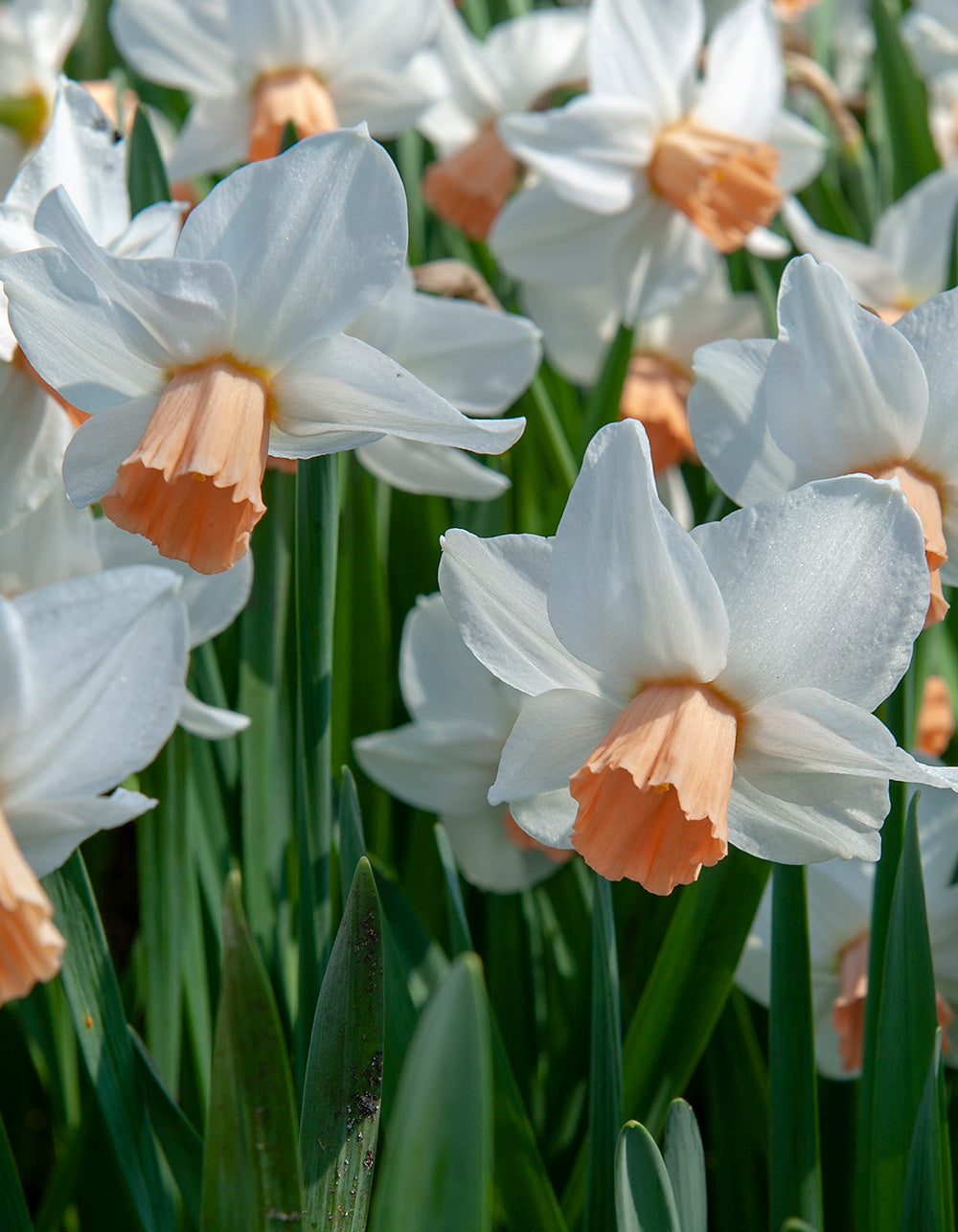 Cha Cha Cyclamineus Daffodil 10 bulbs BloomingBulb