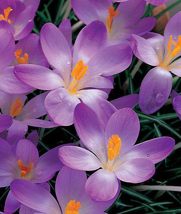 crocus lavender plants Whitewell Purple Species Crocus
