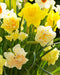 Mixed Double Daffodils - 30 bulbs