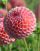 Jowey Winnie Ball Dahlia - 3 root divisions