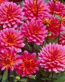 Fuchsianna Karma Dahlia - 3 root divisions