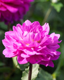 Lagoon Karma Dahlia - 3 root divisions