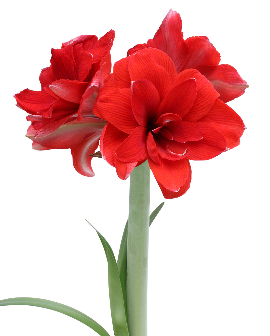 Double Dragon Amaryllis- 22-26 cm bulb