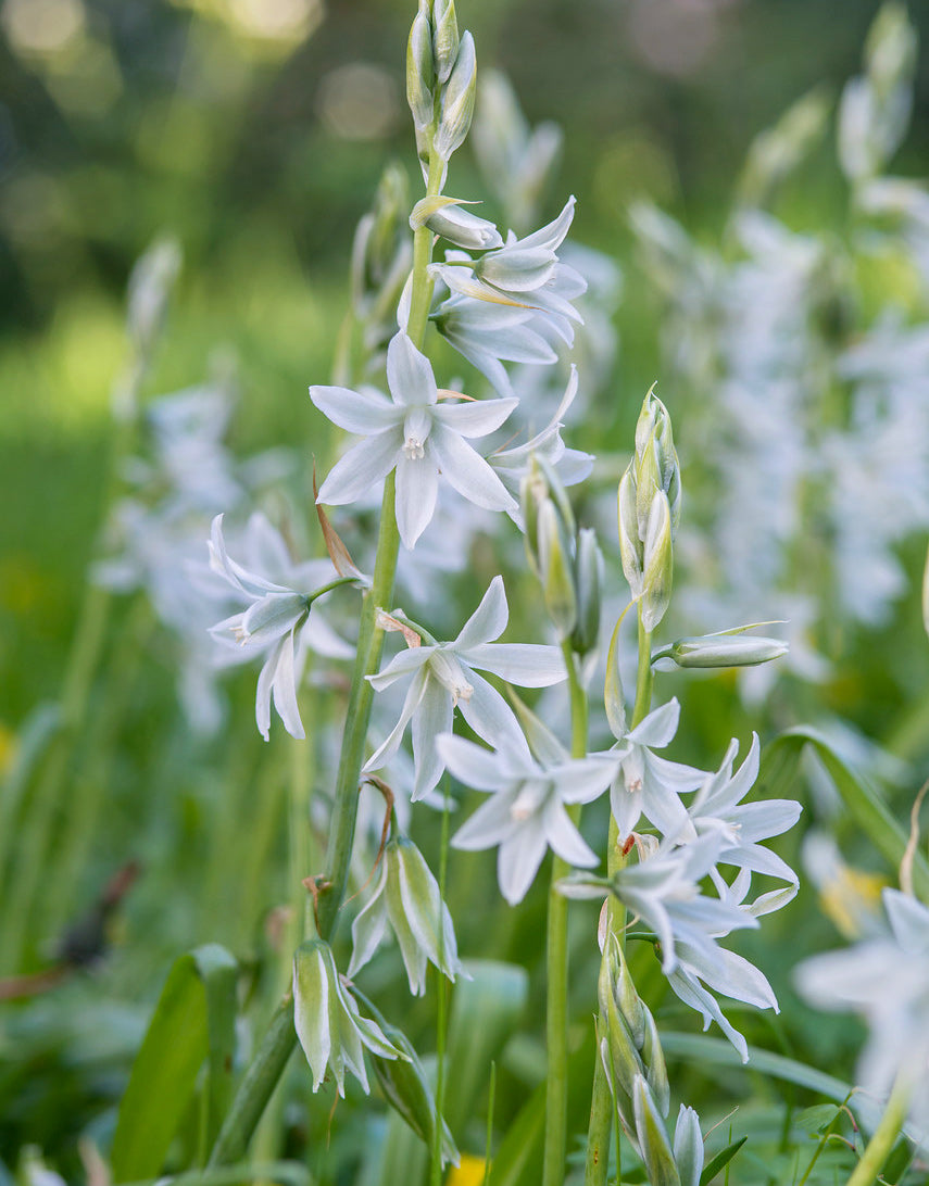 star of bethlehem house plant Drooping Star of Bethlehem