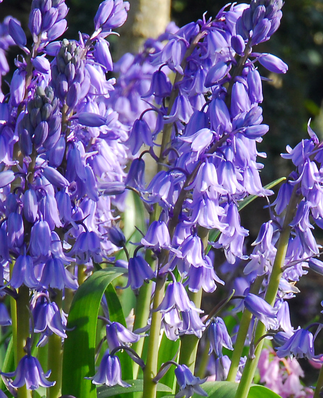 Excelsior Spanish Bluebells - 25 bulbs