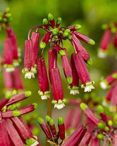 Red Firecrackers - 25 bulbs