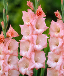 Cimarosa® Gladiolus - 5 bulbs