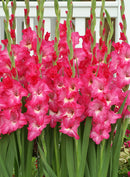 Attraction Gladiolus- 5 bulbs