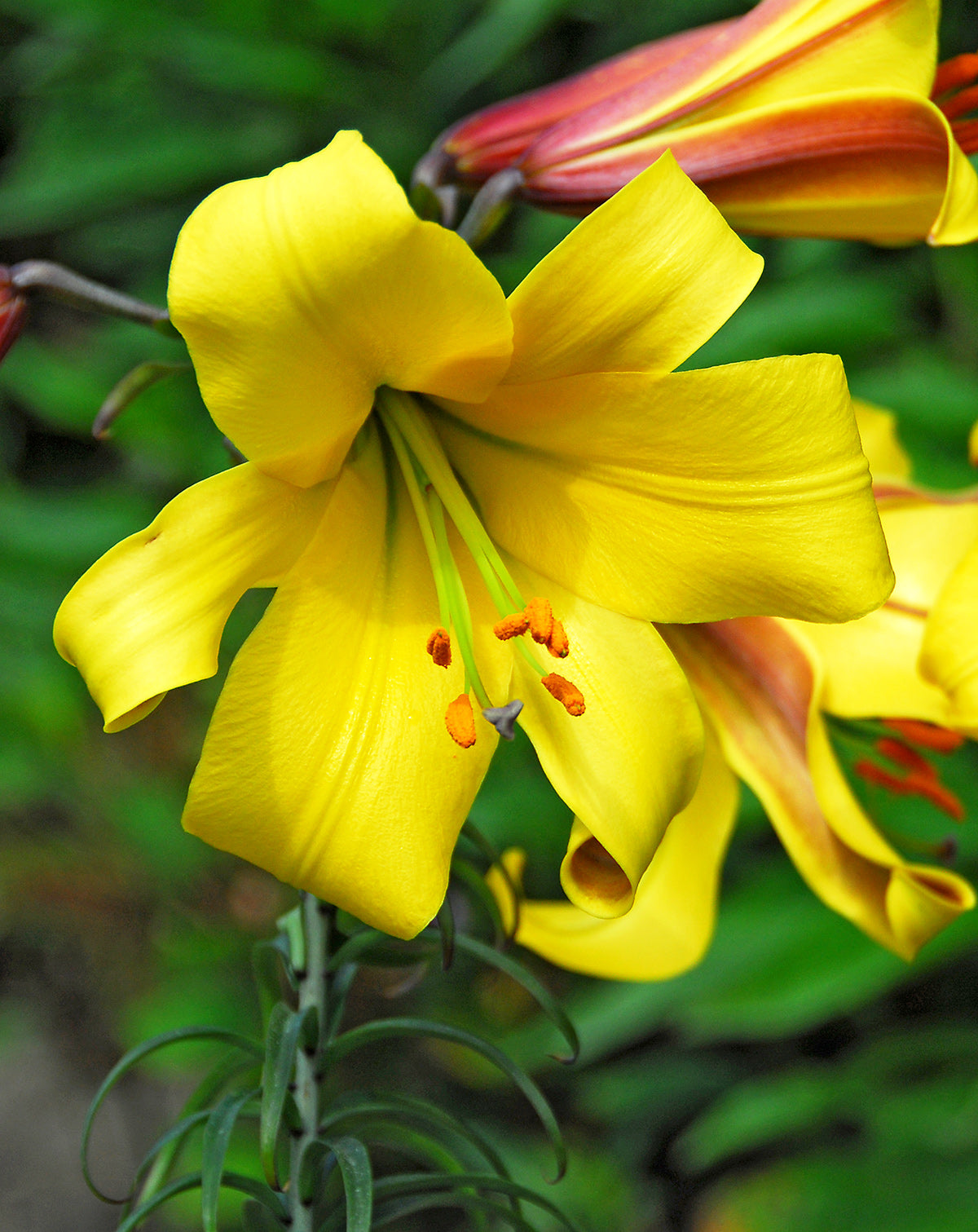 Golden Splendor Trumpet Lily - 5 bulbs