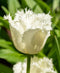 Honeymoon Fringed Tulip - 10 bulbs