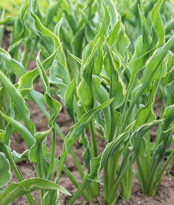 Praying Hands Hosta