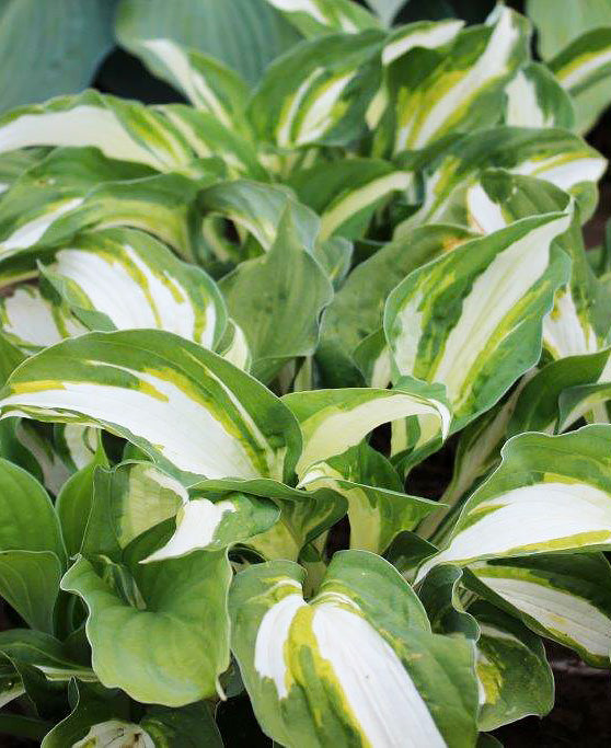 Vulcan Standard Hosta - 3 root divisions