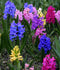 Mixed Hyacinths - 30 bulbs