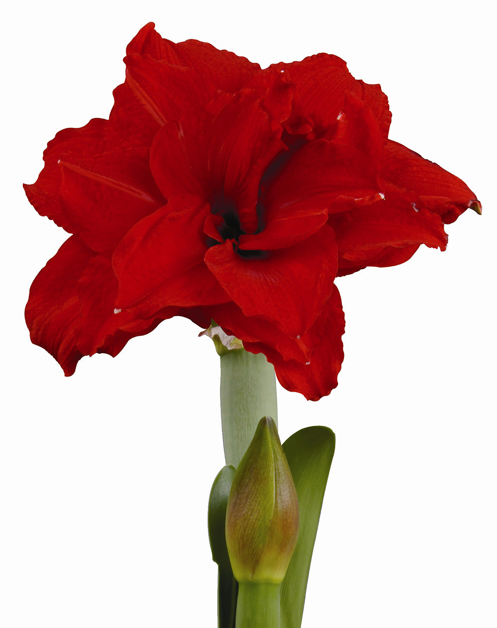 Inferno® Symphony Amaryllis