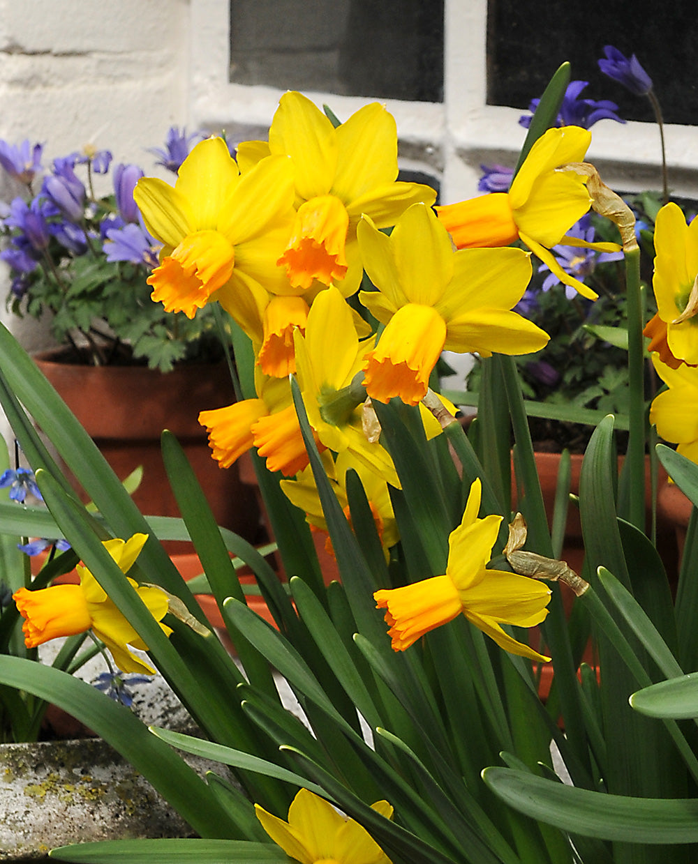 Jetfire Cyclamineus Daffodil - 10 bulbs