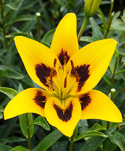 asiatic yellow lily John Hancock Asiatic Lily