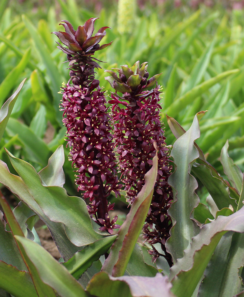 pineapple lily plant Klein Chocolate Pineapple Lily