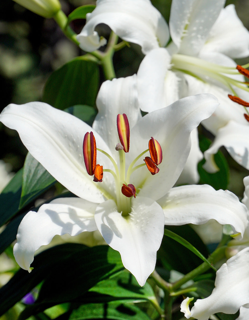 Casablanca Oriental Lily - 5 bulbs