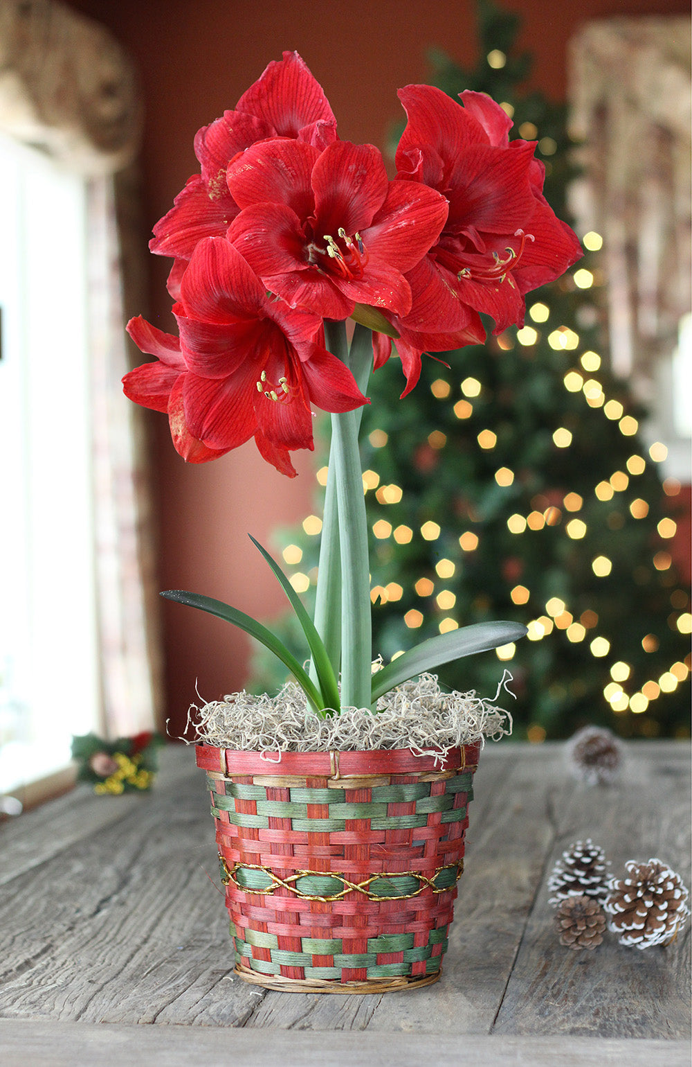 Magnificent Amaryllis Bulb Gift