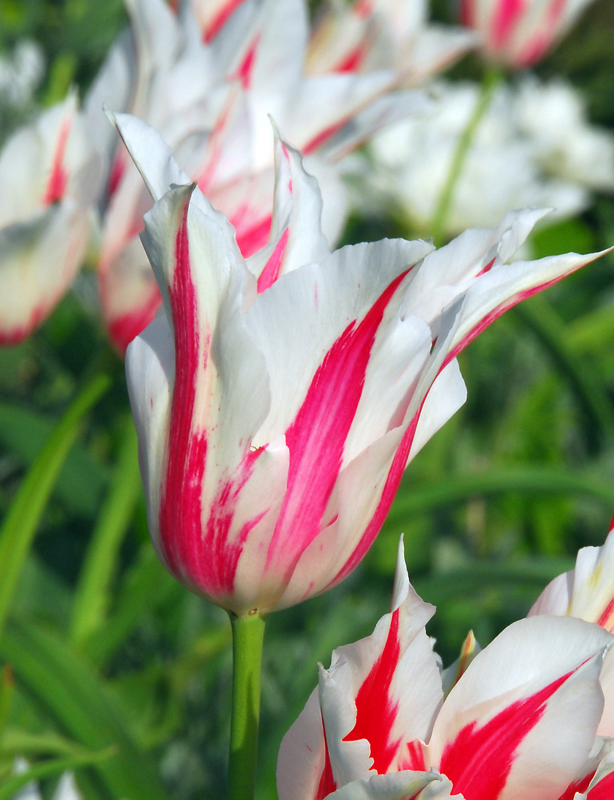lily flower tulips Tulips: Marilyn Lily-Flowering Tulip, 10 Bulbs