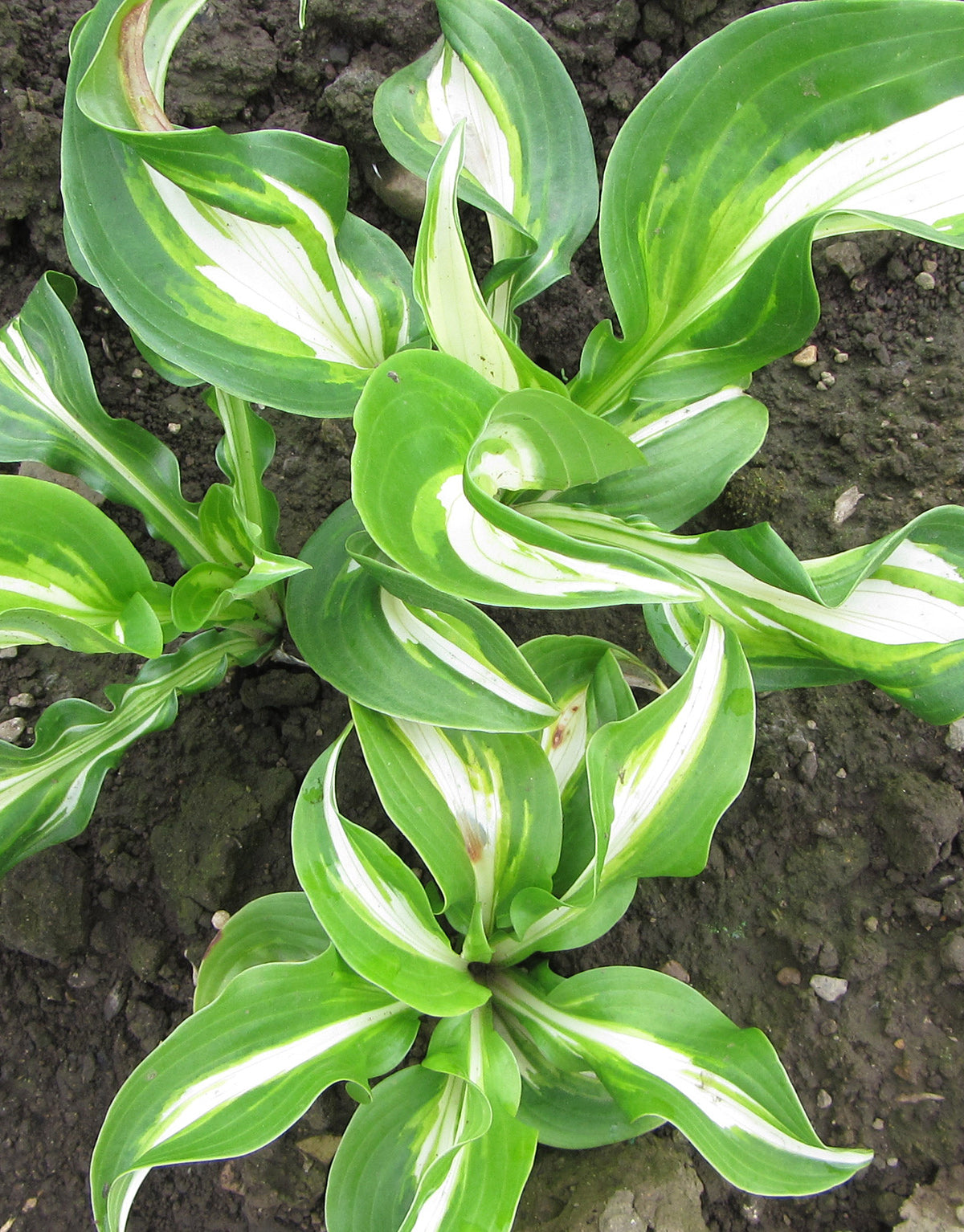 Medio Variegata Hosta - 3 root divisions