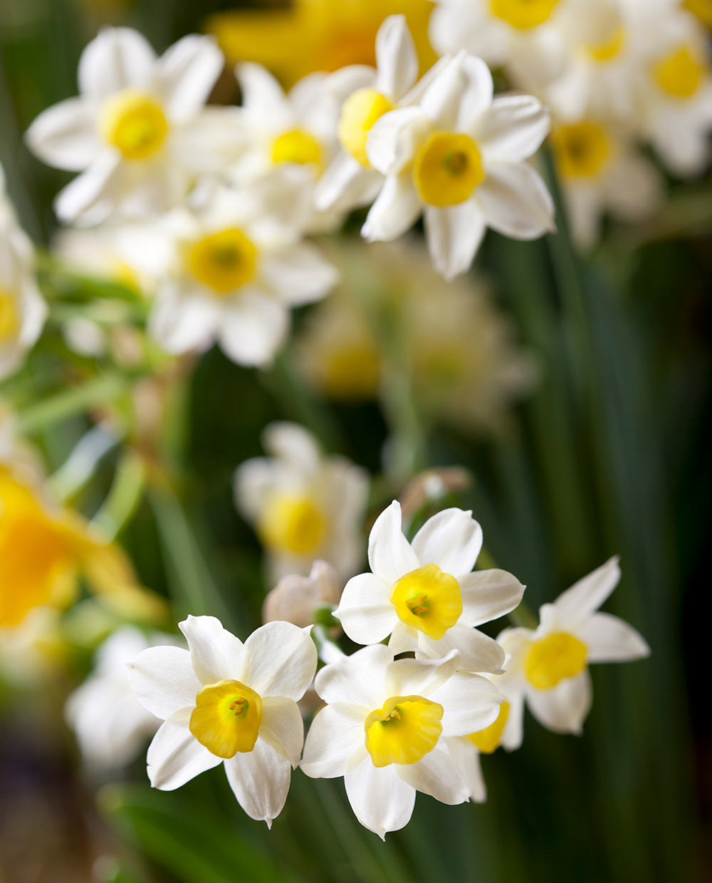 Minnow Daffodil Narcissus, Tulip World