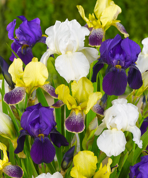 Mixed Bearded Iris - 3 bareroot plants