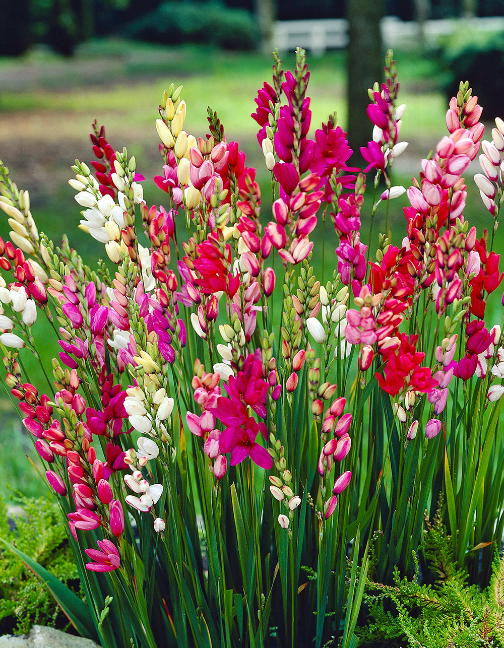 Mixed Ixia - 25 bulbs