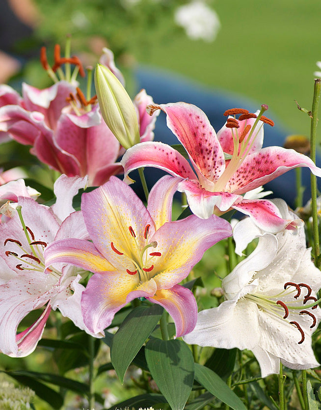 mixed asiatic lilies Mixed Oriental Lilies