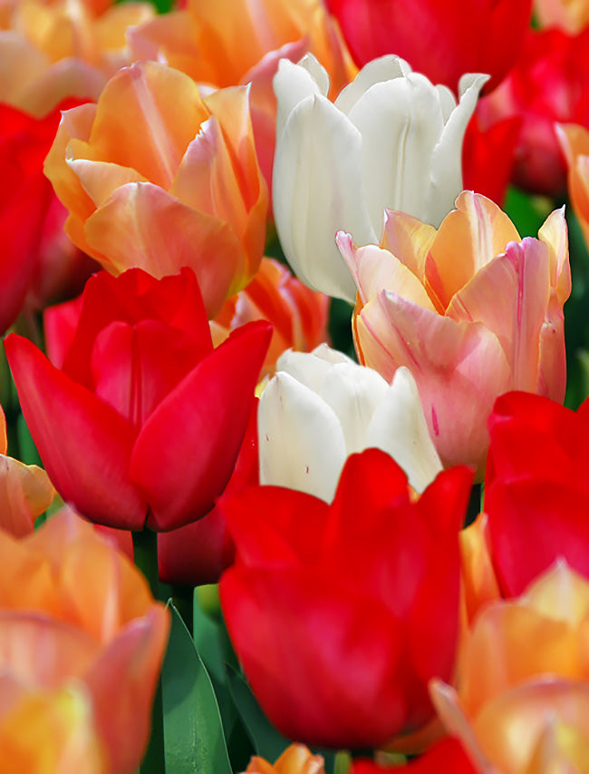 Mixed Single Early Tulips - 30 bulbs