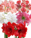 Mixed Symphony Amaryllis - 5 bulbs