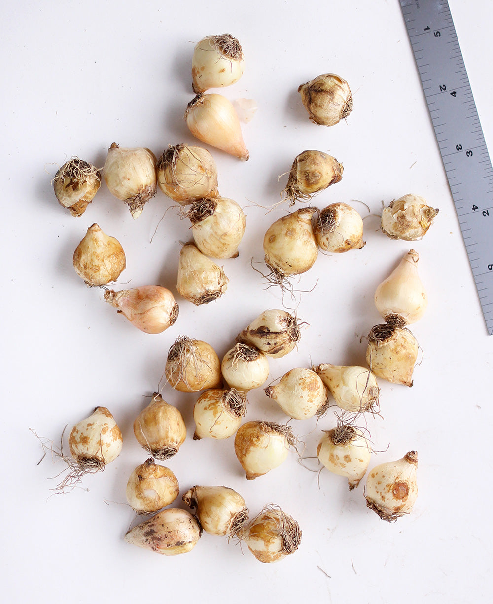 Mixed Muscari - 30 bulbs