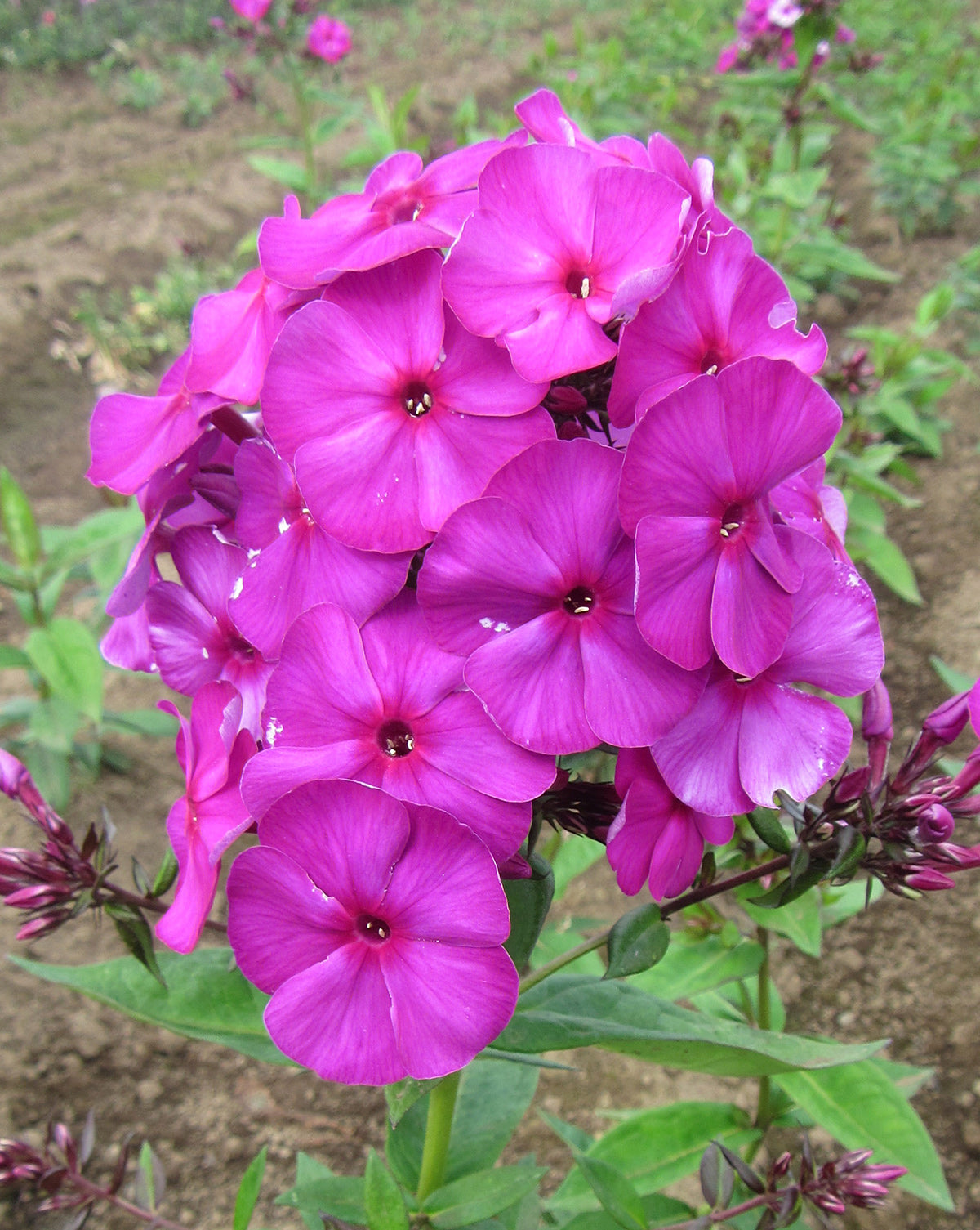 Nicky Tall Summer Phlox - 3 root divisions