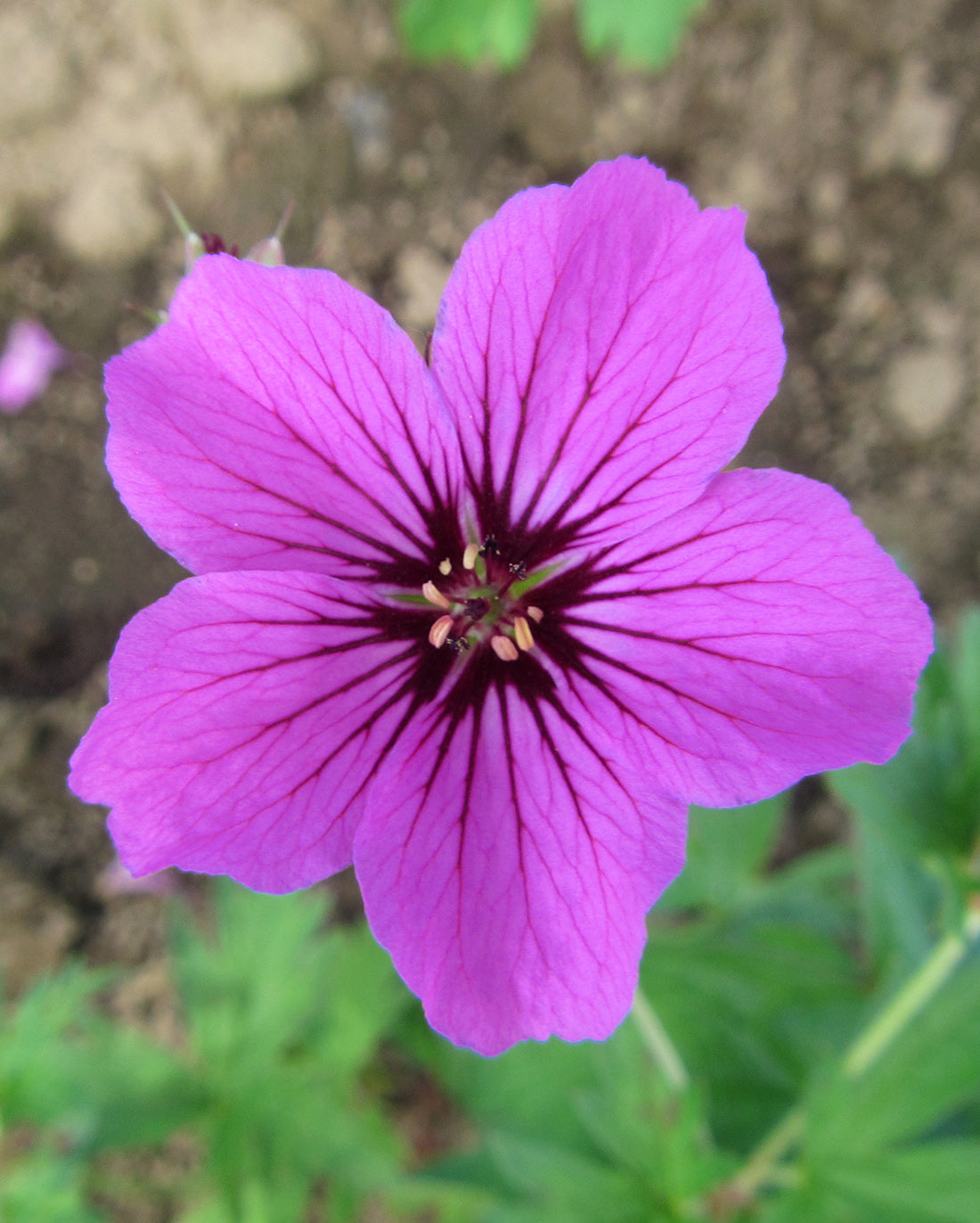 Patricia Geranium - 3 root divisions