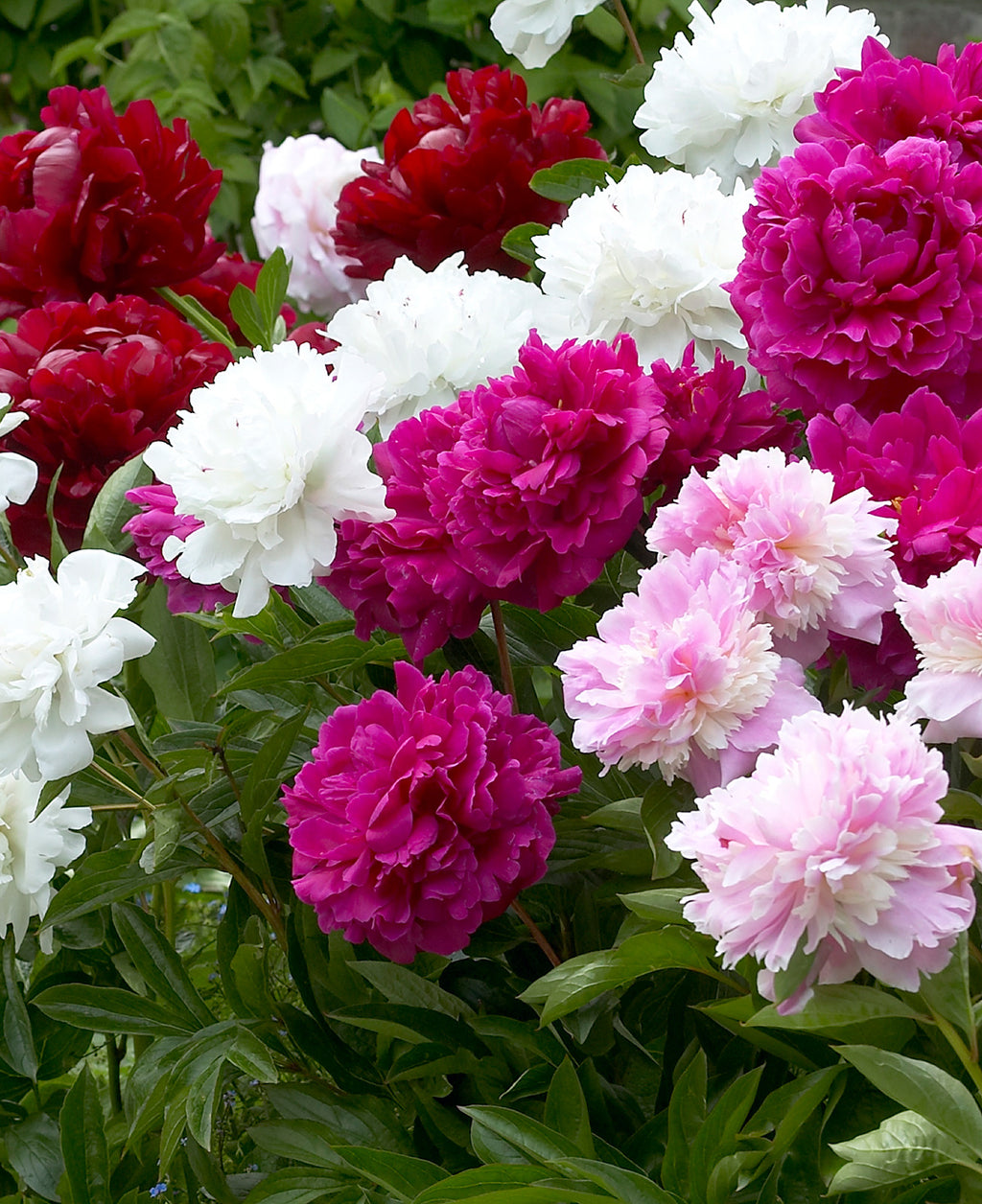 Mixed Peonies - 5 root divisions – BloomingBulb