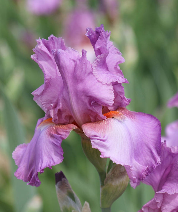 Persian Berry Bearded Iris - 3 bareroot plants