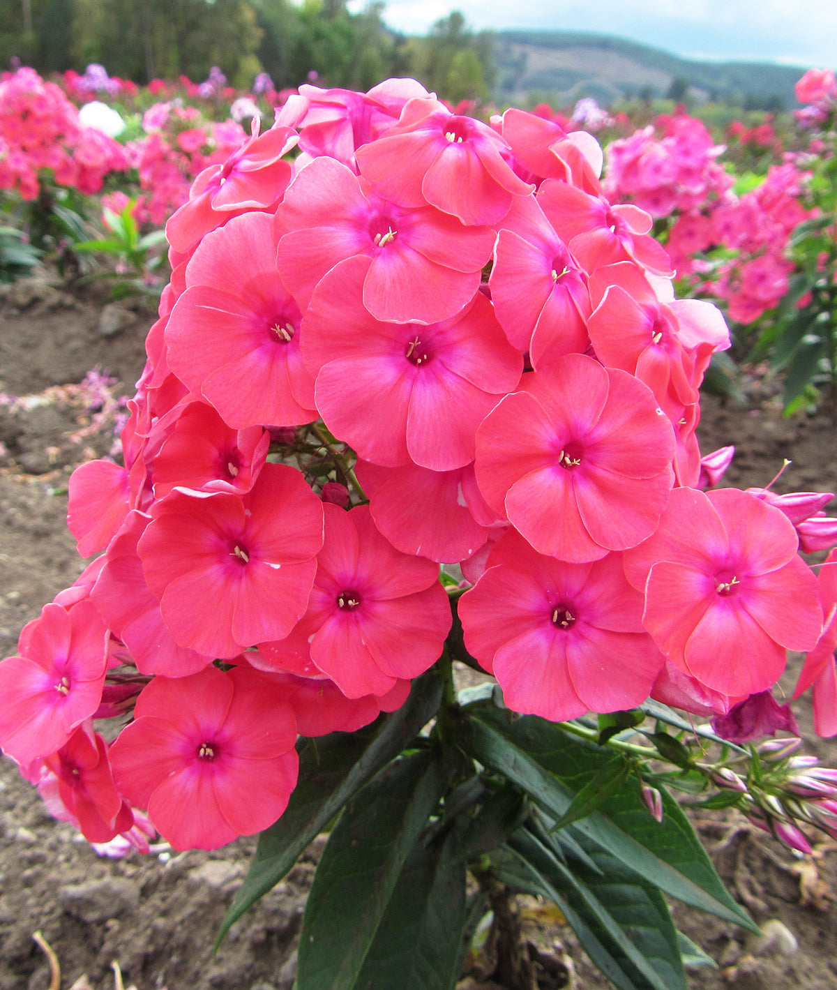Coral Flame Summer Phlox - 3 root divisions