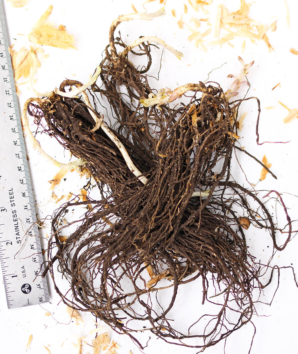 Red Flame Compact Phlox - 3 root divisons