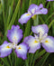 Picotee Wonder Japanese Iris - 3 root divisions