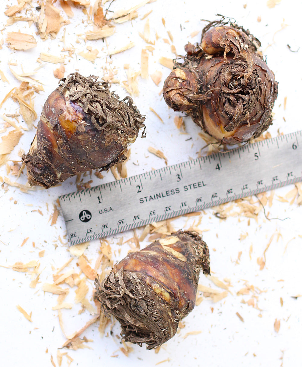 Tugela Jewel Pineapple Lily - 3 tubers