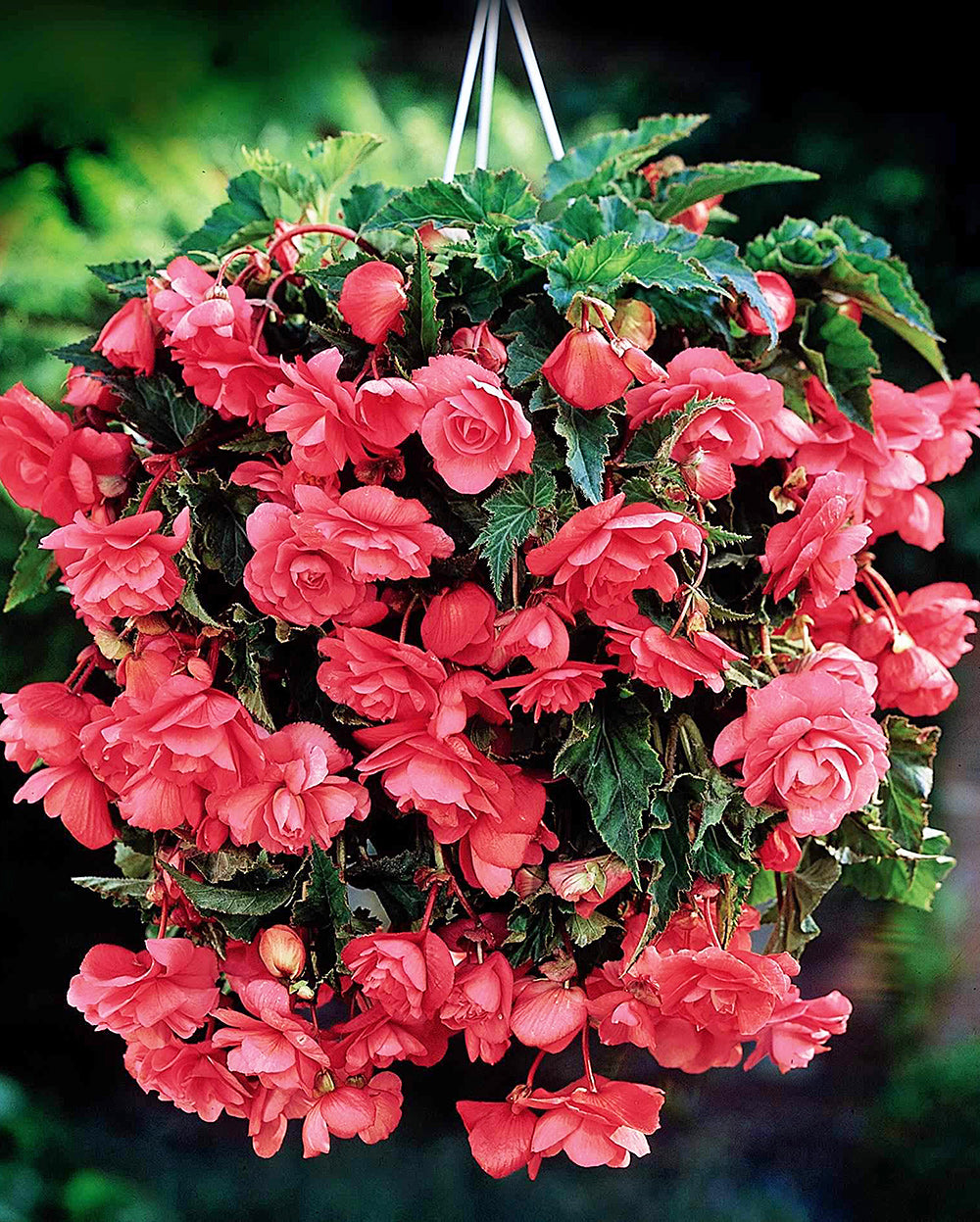 planting begonia tubers in hanging baskets Pink Hanging Basket Begonia