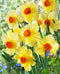 Pipe Major Daffodil - 10 bulbs