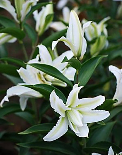star lilies white Polar Star Oriental Lily