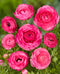 Pink Ranunculus - 10 bulbs