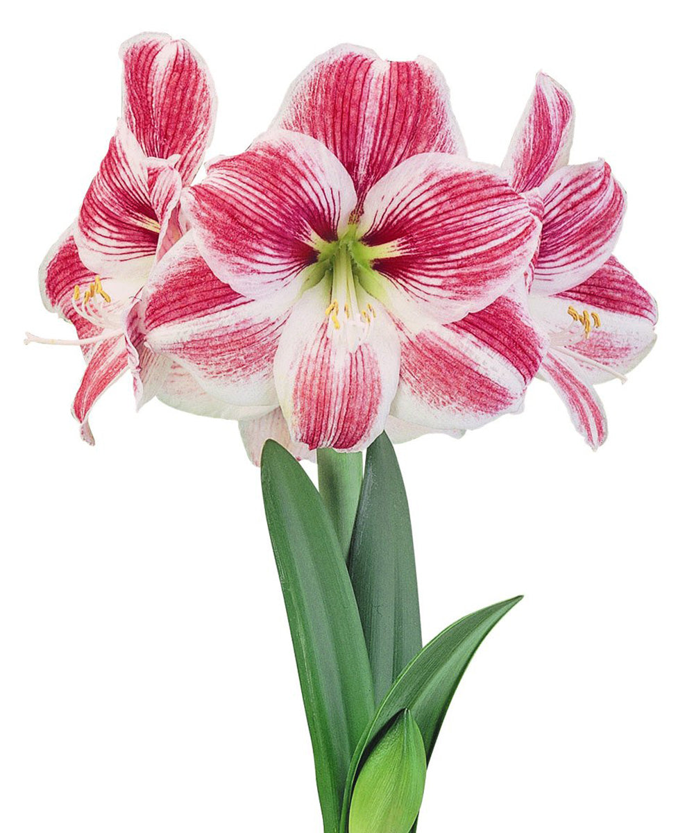邦楽 amaryllis Fall_Product_2023_7__09847.