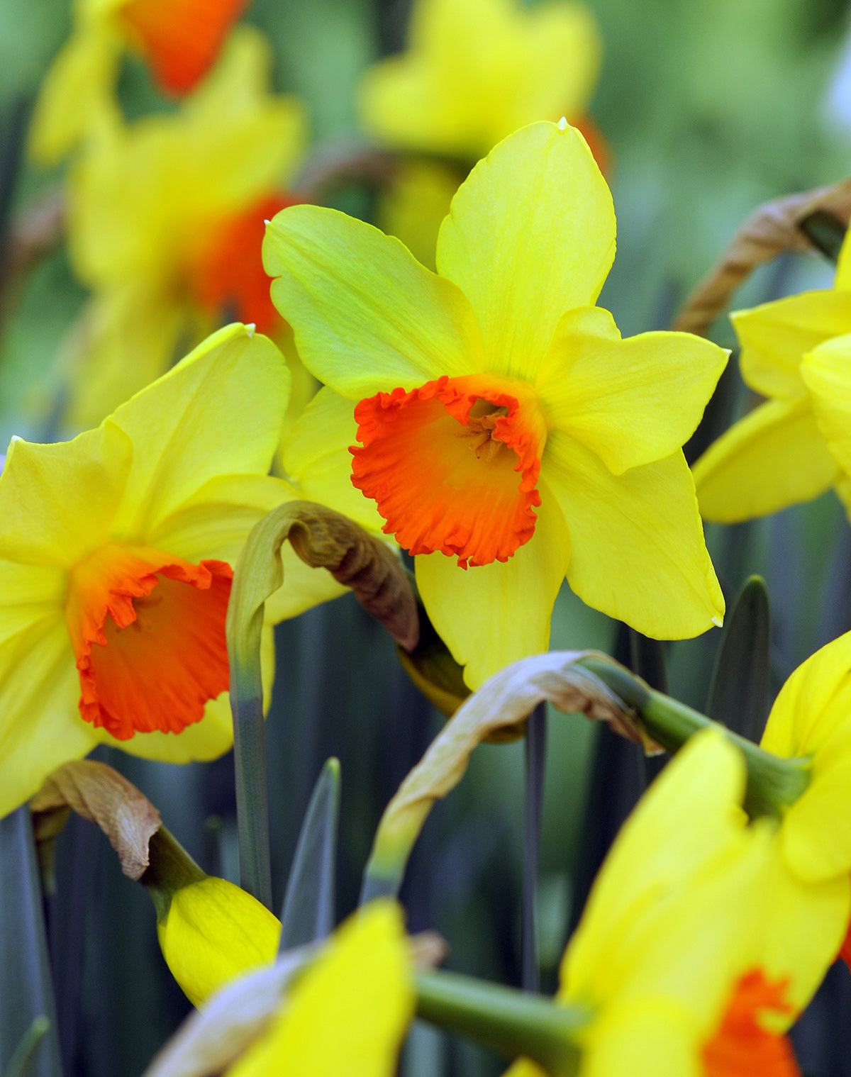 Red Devon Large Cupped Daffodil - 10 bulbs