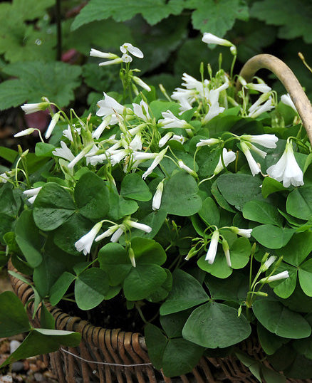 Regnellii var. triangularis Oxalis