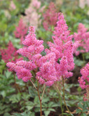 Rheinland Astilbe - 3 root divisions