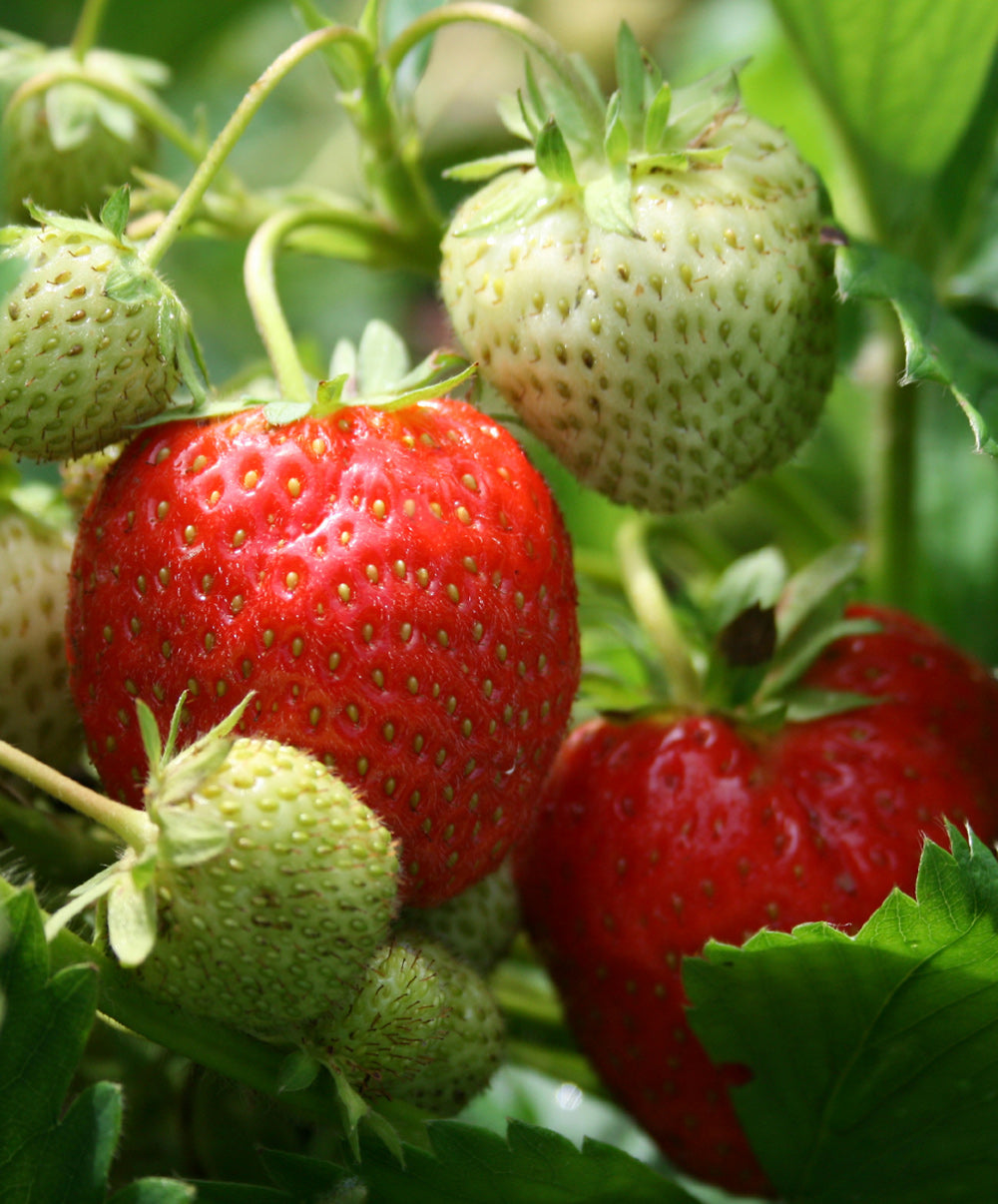 strawberry sequoia seeds 20 Sequoia Junebearer Strawberry Plants - Delicious Outdoor Planting for Home Garden