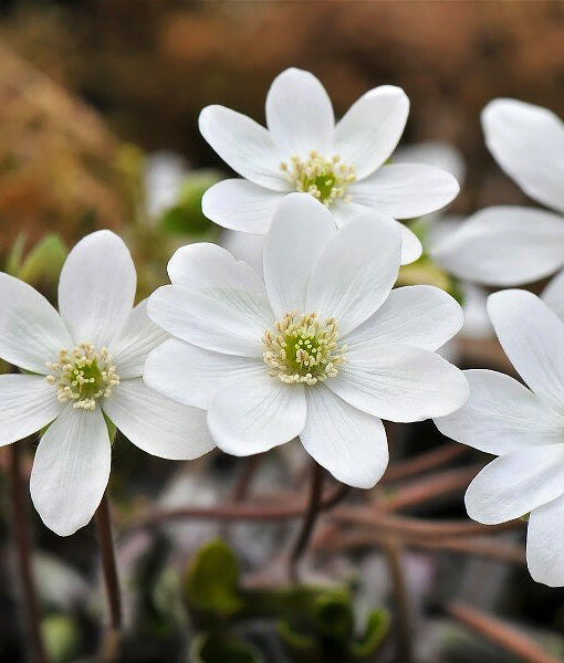 Sharp-Lobe Hepatica - 5 Root Divisions